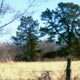 Now a vacant field, this is the site of the old Baxter General Store, originally operate by the Scruggs and Neely families. The General Store also housed the Baxter Post Office until it closed around 1911.
